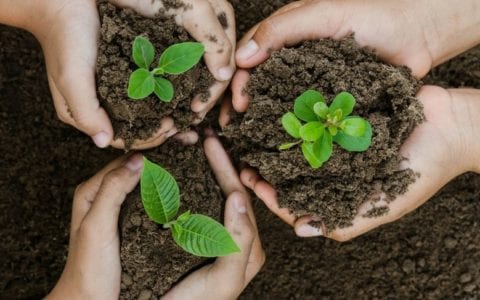 Exciting tree planting project revealed!