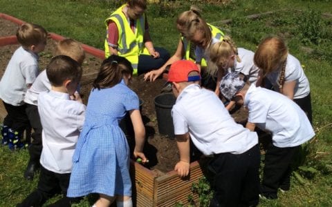 Green-fingered pupils learn about nature at local allotments