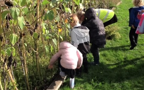 Pupils harvest their Spring fruit and vegetables