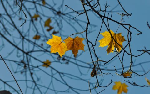 Samuel Barlow Primary newsletter – 27 November 2020