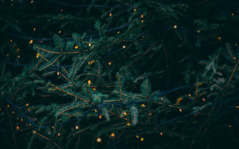 Newsletter - 19 November 2021