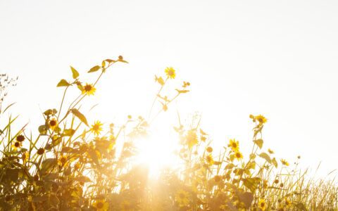Newsletter - 10 June 2022